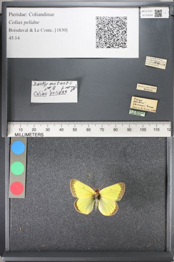 Media type: image;   Entomology 124549